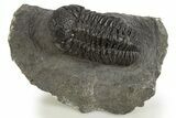 Detailed Morocops Trilobite - Morocco #325998-3